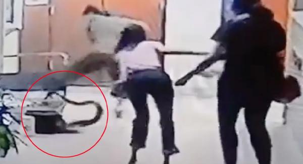 امرأة تدخل في معركة مع ثعبان ضخم (فيديو)